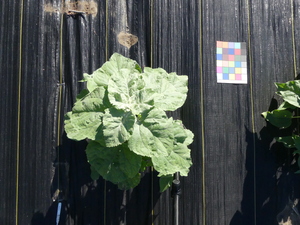 planttop