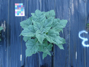 planttop