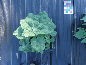 planttop