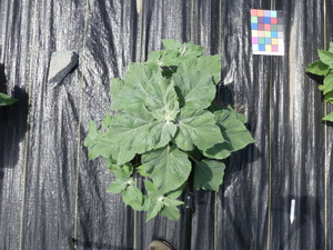 planttop