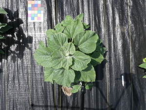 planttop