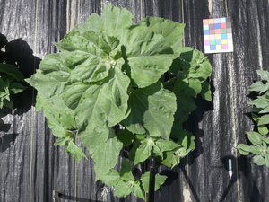 planttop
