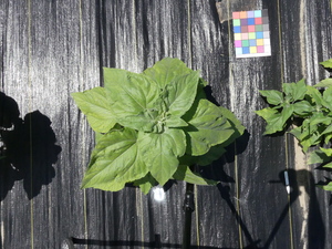 planttop