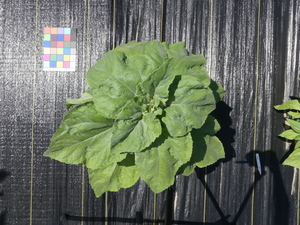 planttop