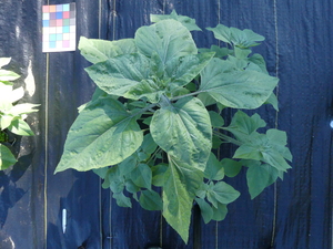 planttop