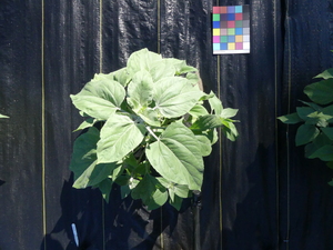 planttop