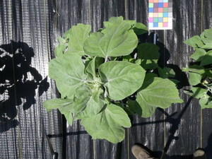planttop