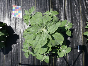 planttop