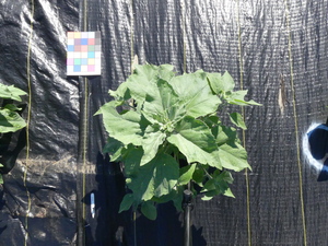 planttop