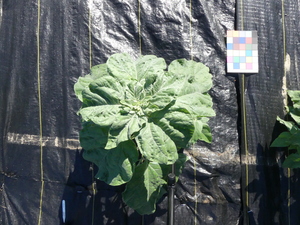 planttop