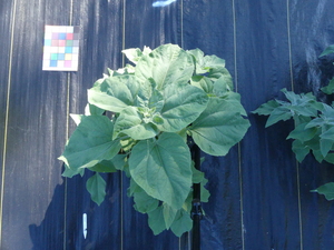 planttop