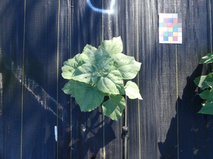 planttop