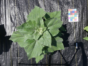planttop