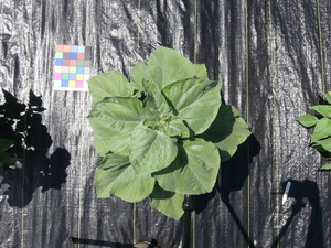 planttop