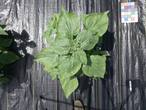 planttop