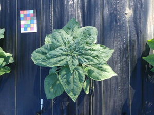 planttop