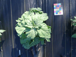 planttop