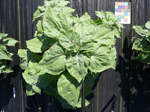 planttop