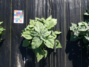 planttop