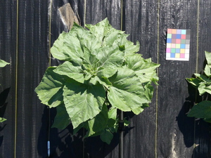 planttop
