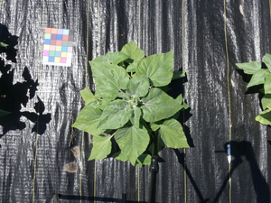 planttop