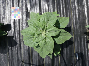 planttop