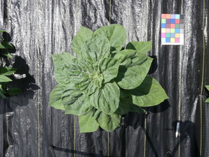 planttop