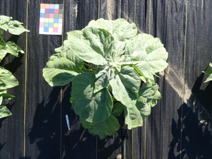 planttop