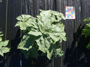 planttop