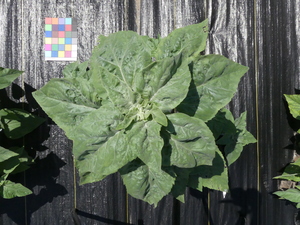 planttop