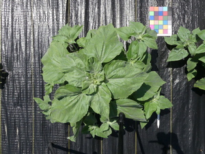 planttop