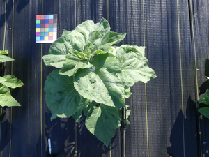 planttop