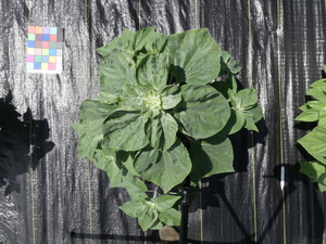planttop