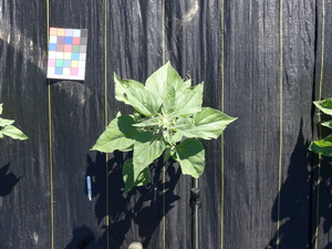 planttop