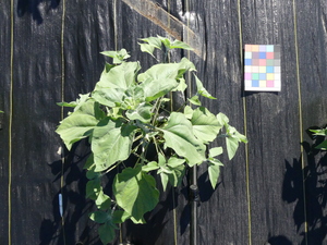 planttop