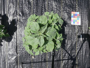 planttop