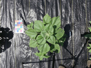 planttop
