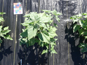 planttop