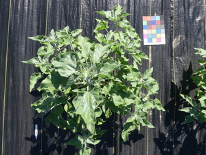 planttop