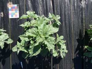 planttop