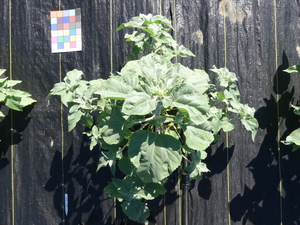 planttop