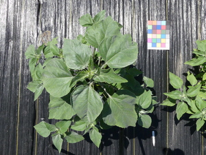 planttop
