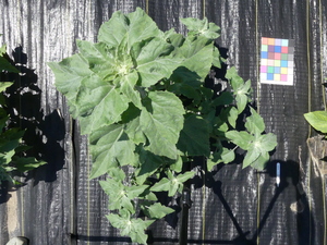 planttop