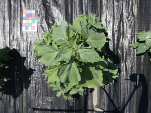 planttop