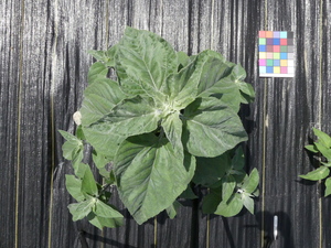 planttop