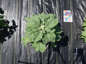 planttop