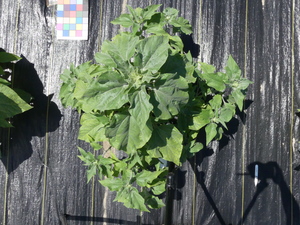 planttop