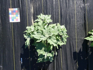 planttop