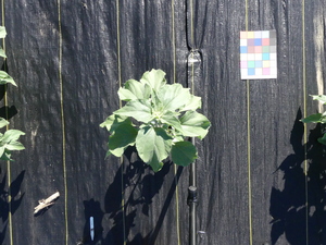 planttop