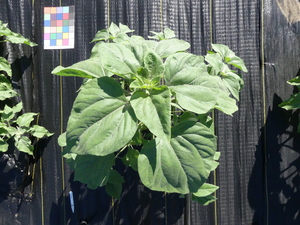 planttop